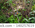 Kingfishers inhabiting the clear waters of the Genbei River in Mishima City, Shizuoka Prefecture, the "City of Water." 140257619
