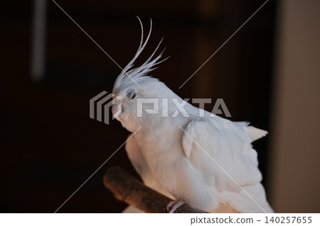玄鳳鸚鵡 140257655