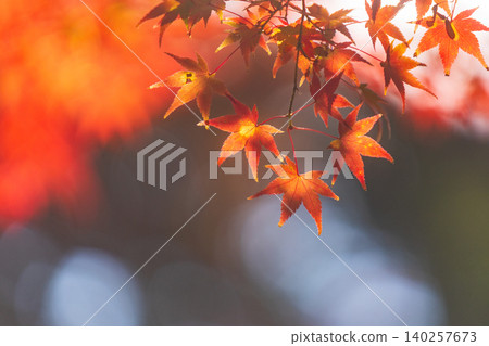 Vibrant autumn maple leaves glowing in the warm sunlight with a soft bokeh background 140257673