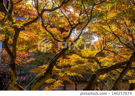 Vibrant autumn maple leaves glowing in warm sunlight, a beautiful natural scene Vibrant autumn maple leaves glowing in warm sunlight, a beautiful natural scene 140257674