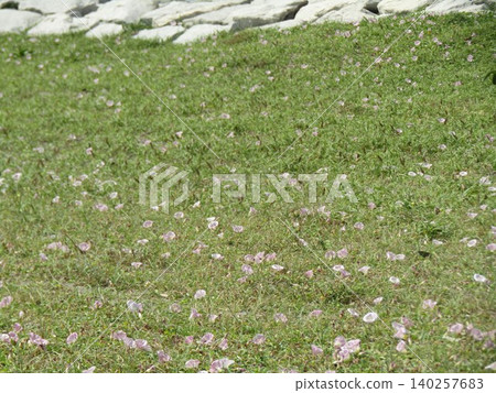 Pink flowers of the beach morning glory Pink flowers of the beach morning glory 140257683