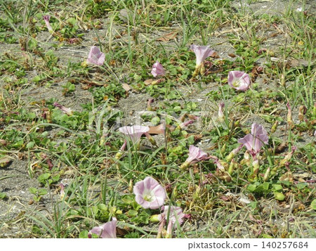 海灘牽牛花的粉紅色花朵 海灘牽牛花的粉紅色花朵 140257684