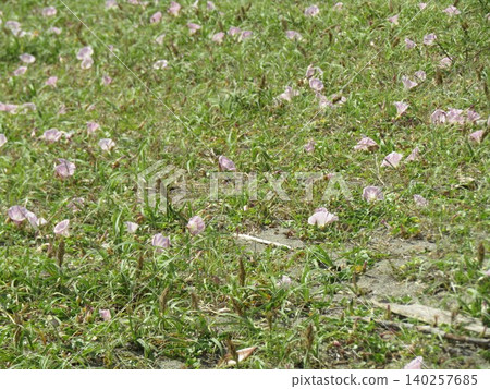 Pink flowers of the beach morning glory Pink flowers of the beach morning glory 140257685