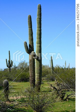 Old Saguaro Cactus Sonora desert Arizona 140257706