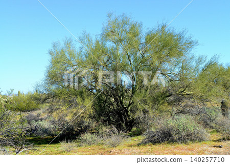 Palo Verde Tree, Sonora Desert, Mid Winter Palo Verde Tree, Sonora Desert, Mid Winter 140257710