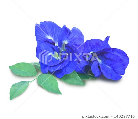 Fresh butterfly pea flowers with vibrant blue petals, natural herbal beauty from the garden on white background. Fresh butterfly pea flowers with vibrant blue petals, natural herbal beauty from the garden on white background. 140257716