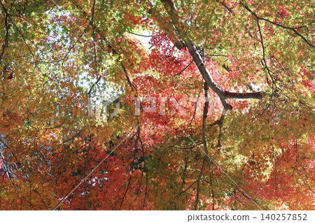 Autumn leaves Autumn leaves 140257852