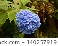 Hydrangeas blooming robustly in nature 140257919