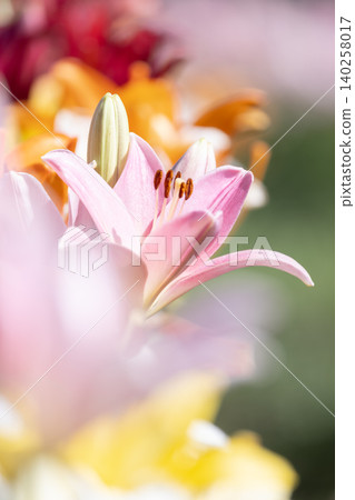 埼玉縣深谷綠園的百合花 埼玉縣深谷綠園的百合花 140258017