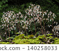溪岸上的虎耳草花 140258033