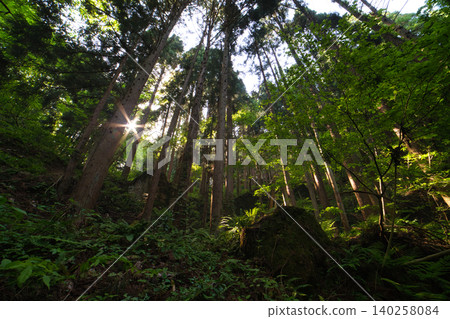 The path to the Tarumi Ruins is lined with cedar forests and dappled sunlight, creating a beautiful verdant landscape. The path to the Tarumi Ruins is lined with cedar forests and dappled sunlight, creating a beautiful verdant landscape. 140258084
