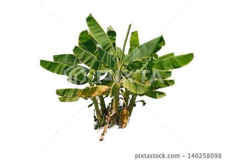 Cut out Tropical Banana Tree Shrub 140258098