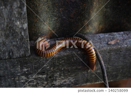 Giant Millipede on Old Wood Giant Millipede on Old Wood 140258099