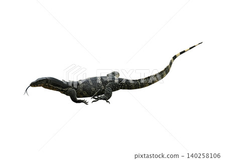Asian water monitor(Varanus salvator) Asian water monitor(Varanus salvator) 140258106