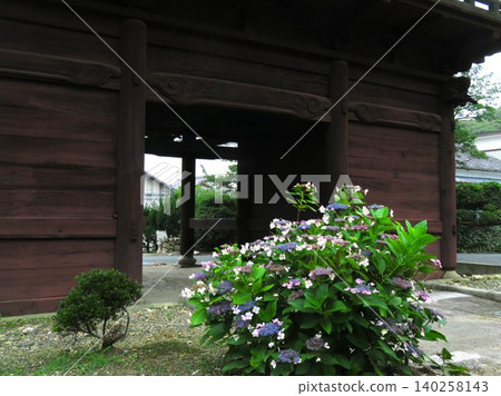 Sekiganji Temple, Toyohashi City: Beautiful hydrangeas near the main gate. Sekiganji Temple, Toyohashi City: Beautiful hydrangeas near the main gate. 140258143