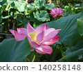Akaiwa-ji Temple, Toyohashi City: Beautiful lotus flowers 140258148