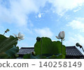 Akaiwa-ji Temple, Toyohashi City: White lotus flowers floating in the clear sky. 140258149