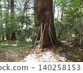 A handmade walking stick propped against a large tree at Akaiwa Temple in Toyohashi City. 140258153