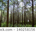 Akaiwaji Temple, Toyohashi City: Beautiful cedar forests on both sides of the mountain path. 140258156