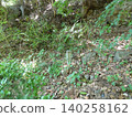 Akaiwa-ji Temple, Toyohashi City: A boundary marker stands quietly amidst the dappled sunlight. 140258162