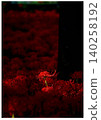 A cluster amaryllis that blooms dignifiedly 140258192