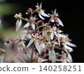 雪下花 140258251