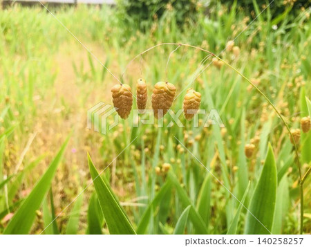 結出類似稻穀的籽粒的草(Tawaramugi),又稱「稻穀小麥」(禾本科)。 結出類似稻穀的籽粒的草(Tawaramugi),又稱「稻穀小麥」(禾本科)。 140258257