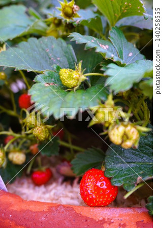 Dolceberry Strawberries (Strawberries) - Home Garden Dolceberry Strawberries (Strawberries) - Home Garden 140258555