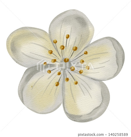 Hand drawn watercolor illustration of a composition of white pear flowers Hand drawn watercolor illustration of a composition of white pear flowers 140258589