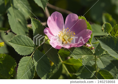 Pink Wild Rose Flower Blooming on Bush Closeup Pink Wild Rose Flower Blooming on Bush Closeup 140258668