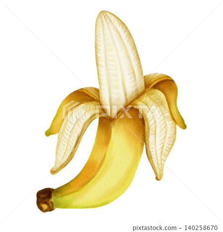 Hand drawn watercolor half-peeled banana isolated on white. Detailed botanical illustration of fresh open fruit. Botanical painting for food packaging, fabric, wallpaper, and kitchen decor, cafe menu Hand drawn watercolor half-peeled banana isolated on white. Detailed botanical illustration of fresh open fruit. Botanical painting for food packaging, fabric, wallpaper, and kitchen decor, cafe menu 140258670