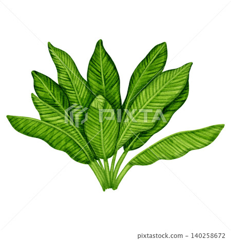 Watercolor illustration banana leaf. Detailed tropical green foliage hand painted for wedding invitations, trendy textile prints, wallpaper and botanical wall art.  140258672