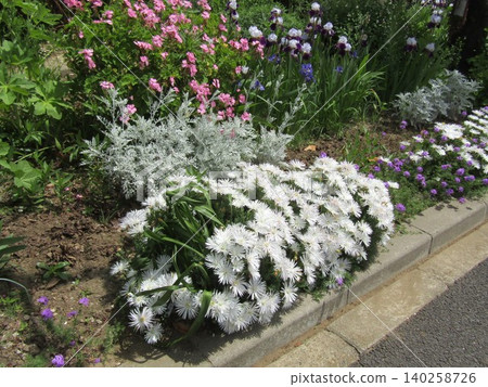 The beautiful, sculptural white leaves of the dusty miller, portulaca, and verbena. 140258726