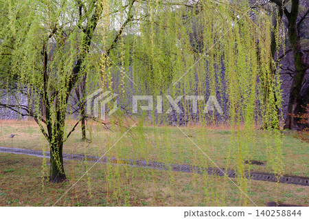 Weeping willow Weeping willow 140258844