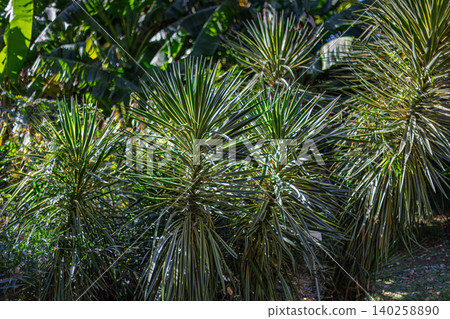 A Yucca (Yucca glomerata) with sharp, strong leaves growing in Koishikawa Botanical Garden, December 2023. A Yucca (Yucca glomerata) with sharp, strong leaves growing in Koishikawa Botanical Garden, December 2023. 140258890