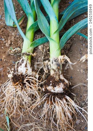 Jumbo garlic, odorless garlic, jumbo leeks Jumbo garlic, odorless garlic, jumbo leeks 140258949