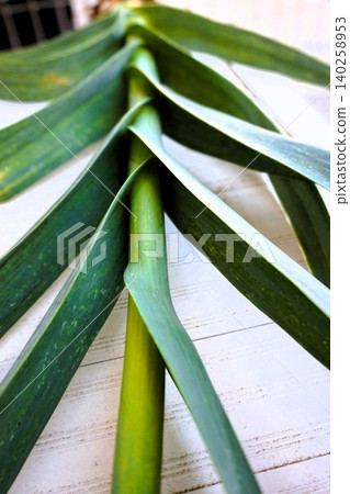 Jumbo garlic, odorless garlic, jumbo leeks Jumbo garlic, odorless garlic, jumbo leeks 140258953