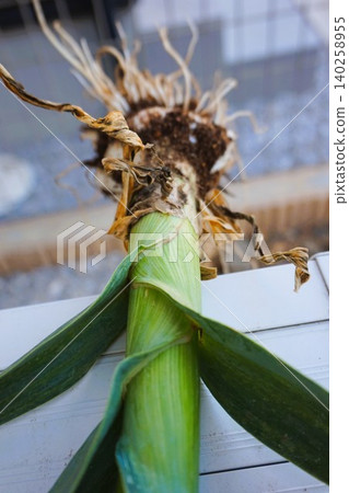 Jumbo garlic, odorless garlic, jumbo leeks Jumbo garlic, odorless garlic, jumbo leeks 140258955