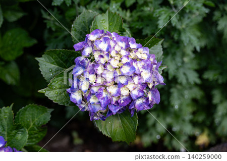 Blue-purple hydrangeas add color to the rainy season Blue-purple hydrangeas add color to the rainy season 140259000