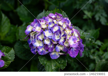 Close-up of a blue-purple hydrangea that blooms in early summer. Close-up of a blue-purple hydrangea that blooms in early summer. 140259001