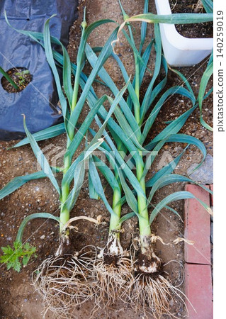 Jumbo garlic, odorless garlic, jumbo leeks, garlic sprouts Jumbo garlic, odorless garlic, jumbo leeks, garlic sprouts 140259019