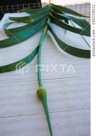 Jumbo garlic, odorless garlic, jumbo leeks, garlic sprouts 140259022