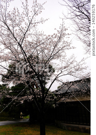 The charming spring of Japan The charming spring of Japan 140259176
