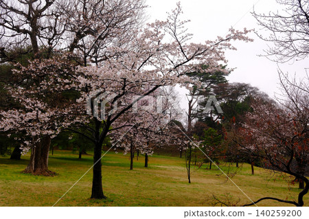 The charming spring of Japan The charming spring of Japan 140259200