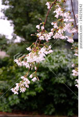 The charming spring of Japan The charming spring of Japan 140259242