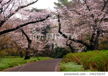 The charming spring of Japan The charming spring of Japan 140259247