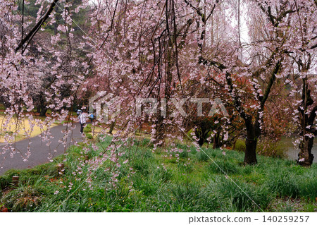 The charming spring of Japan The charming spring of Japan 140259257