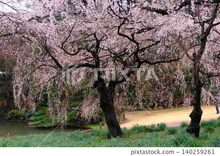 The charming spring of Japan 140259261