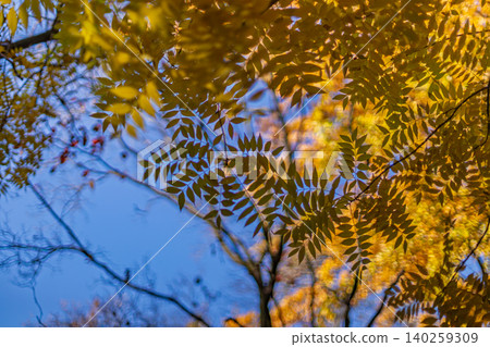 The yellowing leaves of pinnately compound leaves are translucent against the blue sky at Koishikawa Botanical Garden, with softly glowing circular bokeh in the background. December 2023. The yellowing leaves of pinnately compound leaves are translucent against the blue sky at Koishikawa Botanical Garden, with softly glowing circular bokeh in the background. December 2023. 140259309