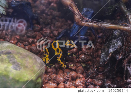 某水族箱裡的箭毒蛙 某水族箱裡的箭毒蛙 140259344